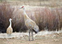 Neighbor cranes