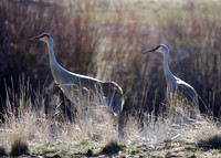 Crane pair