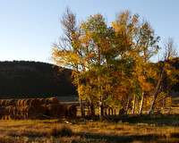 Bales and aspens