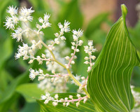 Western Baneberry
