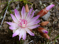 Bitterroot
