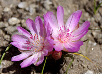 Double Bitterroot