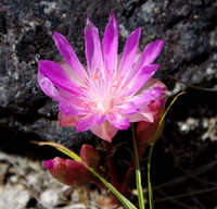 BItterroot
