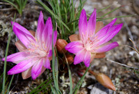 Bitterroot