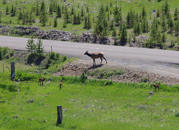 Nanny elk