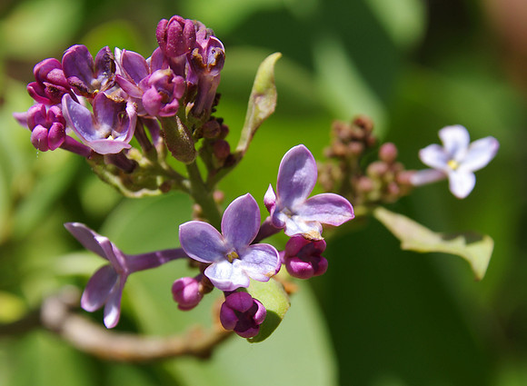 Lilac
