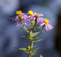 June ~ Wildflower