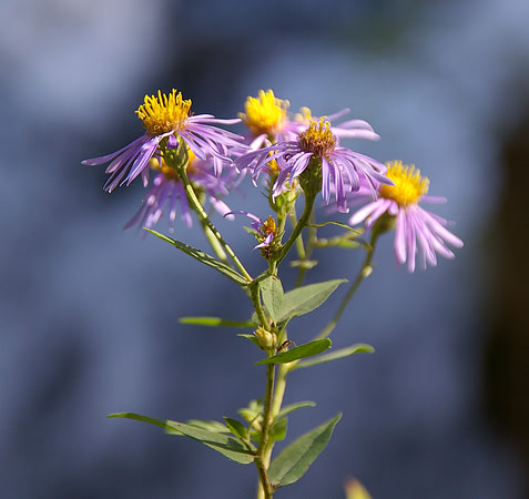 June ~ Wildflower