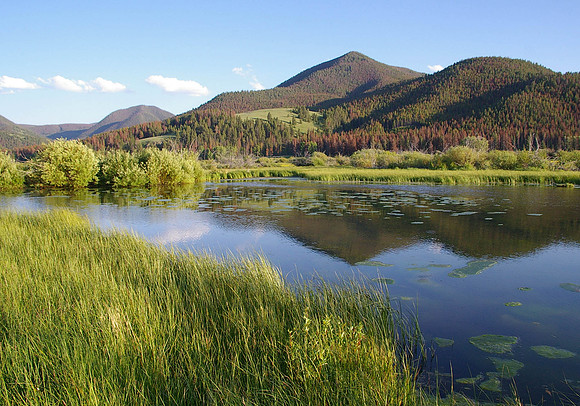 Mossy pond