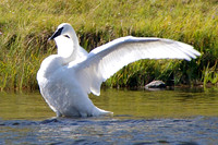 Solo swan