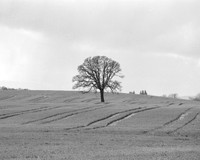 Tree in field