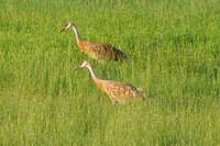 Sandhill cranes