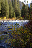 Gallatin willows