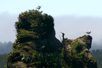 Rocky perch