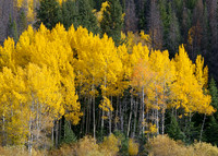 Aspen stand