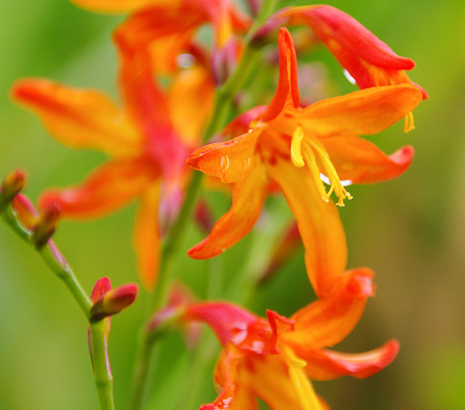 Montbretia