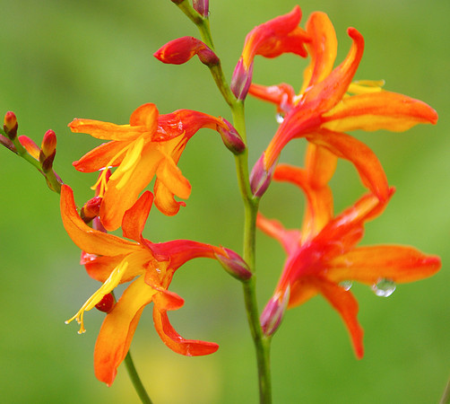 Montbretia