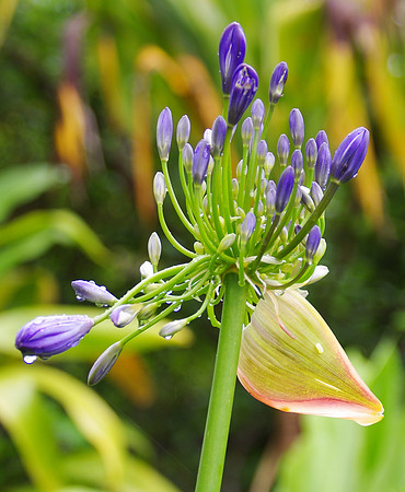 Lily of the Nile