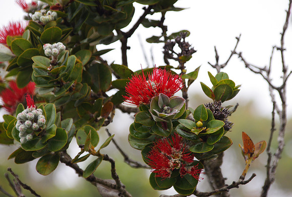 Ohi'a Lehua