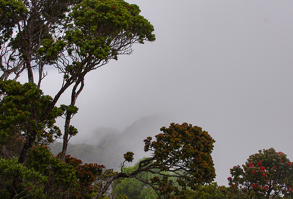 Foggy Kalalau Lookout
