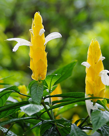 Golden shrimp plant