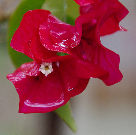 Red bougainvillea