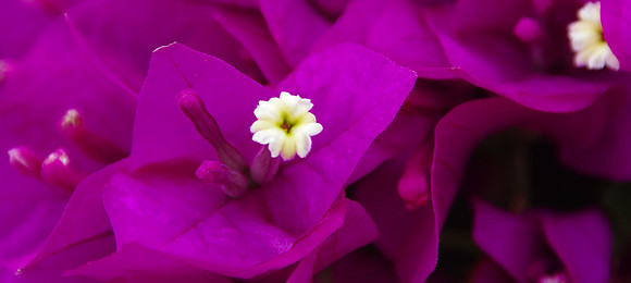 Bougainvillea