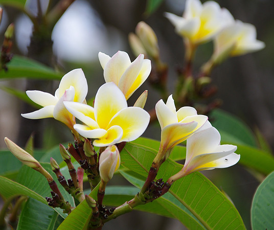 Plumeria tree