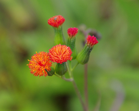 Red tasselflower