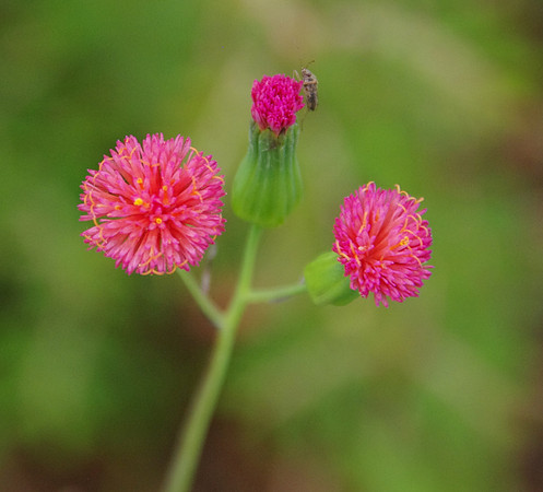 Pink tasselflower