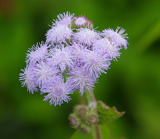 Whiteweed