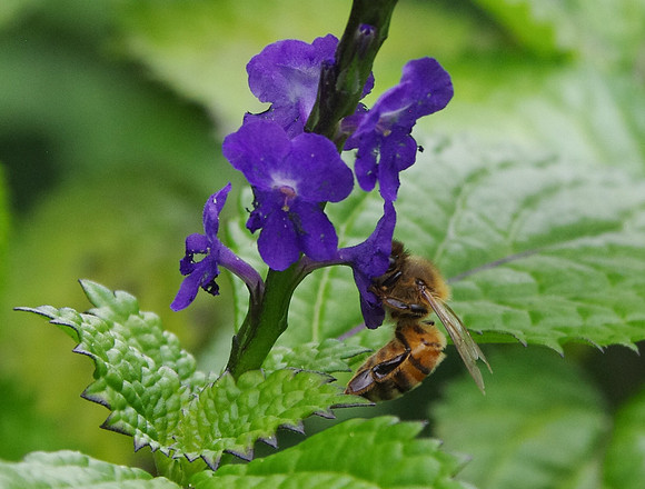 Bee and blue porterweed