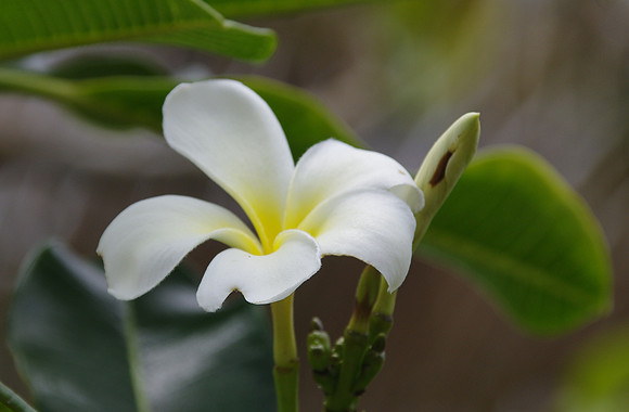 Plumeria