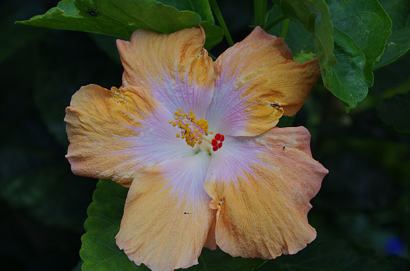 Iridescent hibiscus