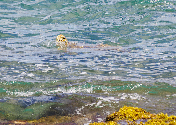 Sea turtle