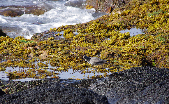 Wandering tattler