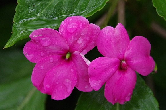 Pink vinca