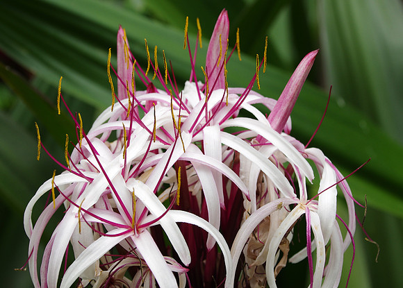 Crinum lily