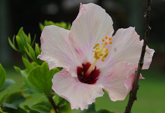 Light pink hibiscus