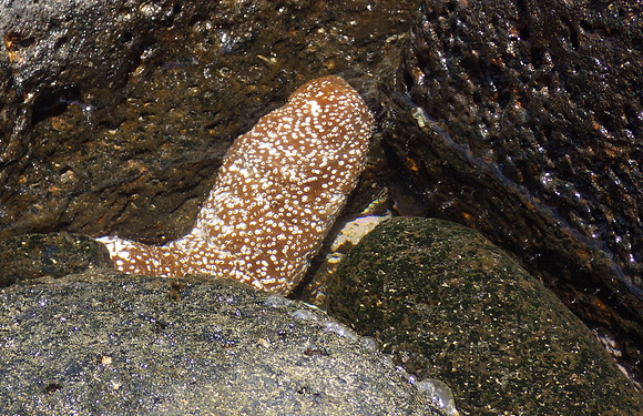 Sea cucumber
