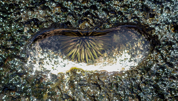 Sea urchin