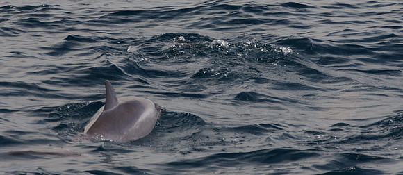 Spinner dolphin