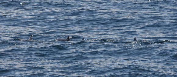 Dolphin pod