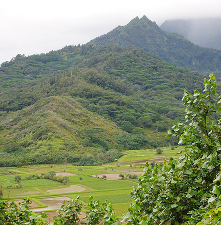 Taro fields