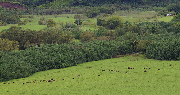Bison farm