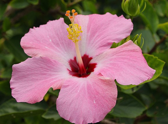 Pink hibiscus