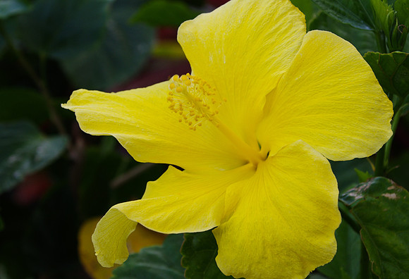 Yellow hibiscus