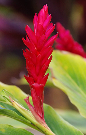 Red ginger
