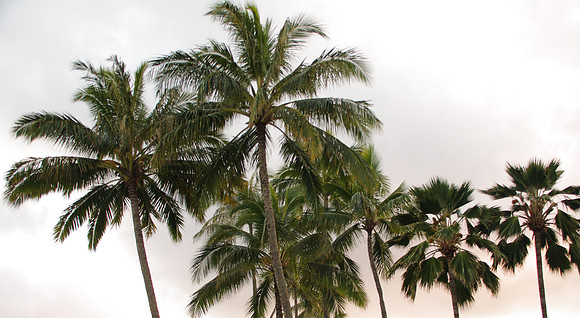 Palm trees