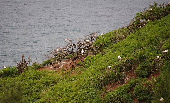 Shore birds